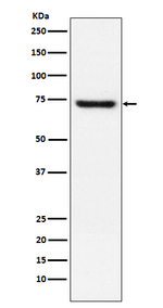 TRF2 Recombinant Rabbit Monoclonal Antibody (K01_3P41)