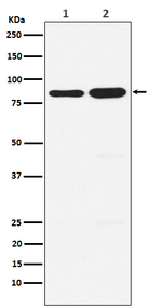 PCAF Recombinant Rabbit Monoclonal Antibody (K01_3P44)