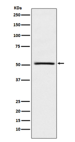 NR0B1 Recombinant Rabbit Monoclonal Antibody (K01_3P51)