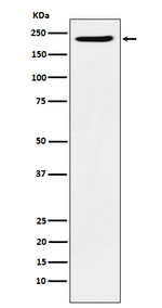 PBRM1 Recombinant Rabbit Monoclonal Antibody (K01_3P53)