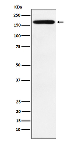 PODXL Recombinant Rabbit Monoclonal Antibody (K01_3P55)