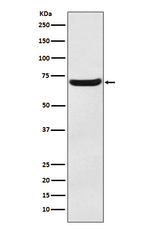 EAAC1 Antibody in Western Blot (WB)