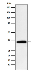 PDHB Recombinant Rabbit Monoclonal Antibody (K01_3P62)