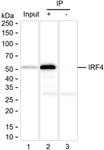IRF4 Antibody in Immunoprecipitation (IP)