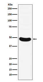 HB9 Antibody in Western Blot (WB)
