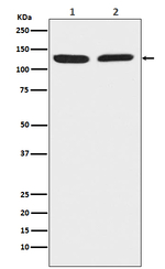 Chromogranin B Recombinant Rabbit Monoclonal Antibody (K01_3P80)