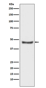 PHD2 Recombinant Rabbit Monoclonal Antibody (K01_3P84)