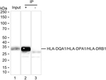 HLA-DQA1/HLA-DPA1/HLA-DRB1 Antibody in Immunoprecipitation (IP)
