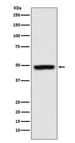 MEIS1 Recombinant Rabbit Monoclonal Antibody (K01_3P88)