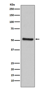 PDCD4 Recombinant Rabbit Monoclonal Antibody (K01_3P91)