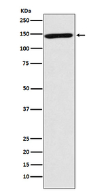 NRCAM Antibody in Western Blot (WB)