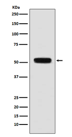 Fibulin 5 Recombinant Rabbit Monoclonal Antibody (K01_3P93)
