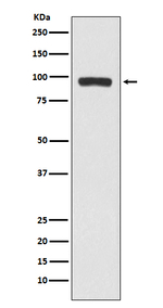 Butyrylcholinesterase Recombinant Rabbit Monoclonal Antibody (K01_3P97)