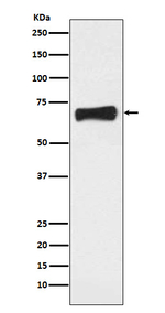 NR5A2 Recombinant Rabbit Monoclonal Antibody (K01_3Q04)