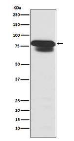 PIAS1/PIAS2 Antibody in Western Blot (WB)