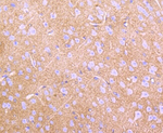 GLAST Recombinant Rabbit Monoclonal Antibody (K01_3Q06)