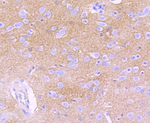 GLAST Antibody in Immunohistochemistry (Paraffin) (IHC (P))