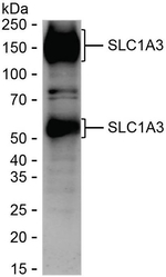 GLAST Antibody in Western Blot (WB)