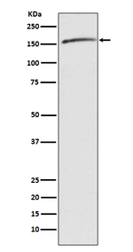 Drosha Recombinant Rabbit Monoclonal Antibody (K01_3Q07)