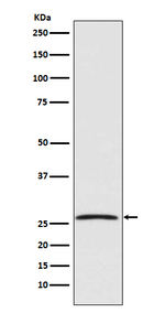 GDNF Recombinant Rabbit Monoclonal Antibody (K01_3Q12)
