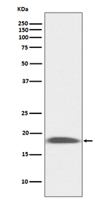 Ly-6A/E (Sca-1) Recombinant Rabbit Monoclonal Antibody (K01_3Q18)