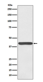Haptoglobin Recombinant Rabbit Monoclonal Antibody (K01_3Q27)