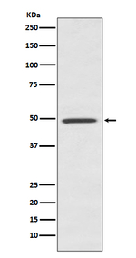 BMP-7 Recombinant Rabbit Monoclonal Antibody (K01_3Q30)