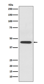 S1P1 Recombinant Rabbit Monoclonal Antibody (K01_3Q31)