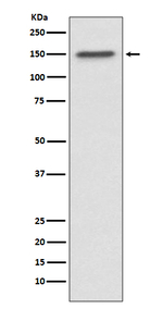 53BP2 Recombinant Rabbit Monoclonal Antibody (K01_3Q39)