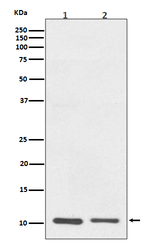 S100A10 Recombinant Rabbit Monoclonal Antibody (K01_3Q40)