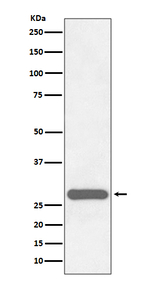 CITED2 Antibody in Western Blot (WB)