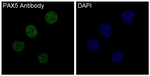 PAX5 Recombinant Rabbit Monoclonal Antibody (K01_3Q48)