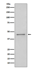 PAX5 Antibody in Western Blot (WB)