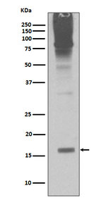 SUMO2/SUMO3 Recombinant Rabbit Monoclonal Antibody (K01_3Q49)