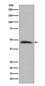 SERPINH1 Recombinant Rabbit Monoclonal Antibody (K01_3Q52)