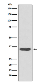CDCA5 Antibody in Western Blot (WB)