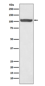 HSP105 Recombinant Rabbit Monoclonal Antibody (K01_3Q54)