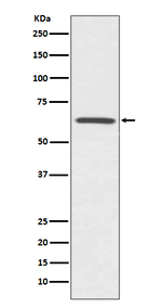 Cdc42EP1 Recombinant Rabbit Monoclonal Antibody (K01_3Q55)
