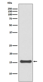 SUMO4 Recombinant Rabbit Monoclonal Antibody (K01_3Q57)