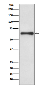 Cdc6 Antibody in Western Blot (WB)
