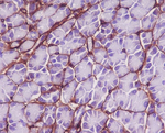 COL6A1/COL6A2/COL6A3 Recombinant Rabbit Monoclonal Antibody (K01_3Q63)