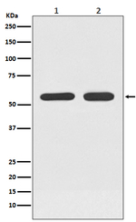 ATF7 Recombinant Rabbit Monoclonal Antibody (K01_3Q67)
