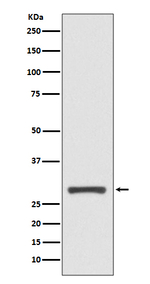 14-3-3 sigma Recombinant Rabbit Monoclonal Antibody (K01_3Q68)