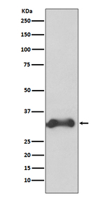 Cyclin D3 Recombinant Rabbit Monoclonal Antibody (K01_3Q70)
