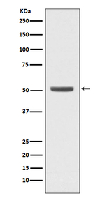 E2F2 Antibody in Western Blot (WB)