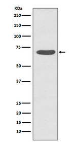 Phospho-PKC zeta (Thr560) Recombinant Rabbit Monoclonal Antibody (K01_3Q76)