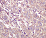 Caspase 5 Recombinant Rabbit Monoclonal Antibody (K01_3Q84)