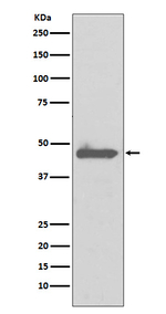 Caspase 5 Antibody in Western Blot (WB)