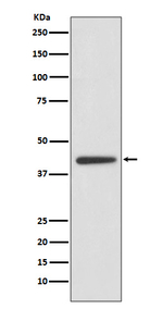 Adiponectin Receptor 1 Antibody in Western Blot (WB)