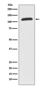 ABCF1 Antibody in Western Blot (WB)